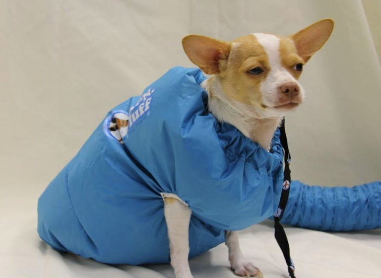 puff puff stuffed dog